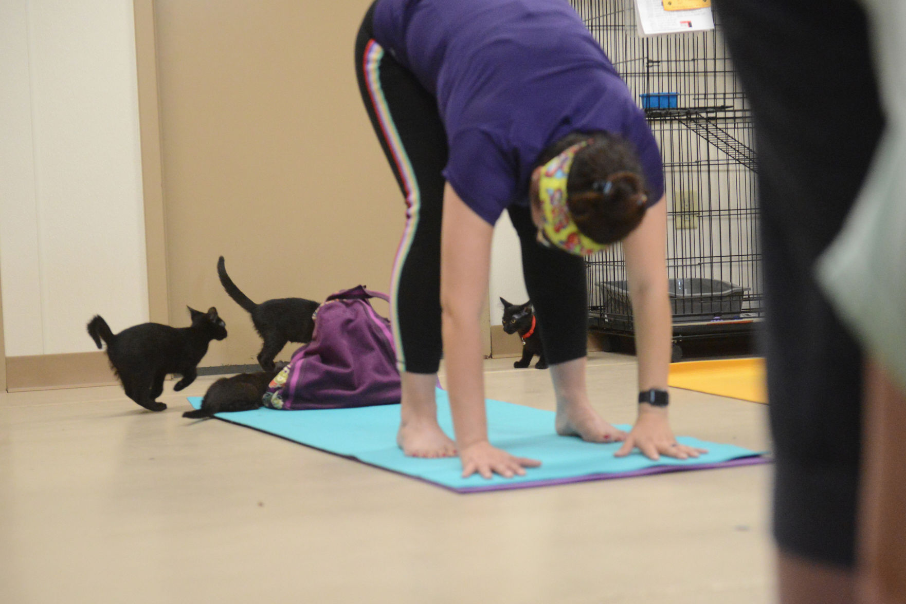 Cat Yoga at Aggieland Humane Society